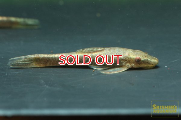 画像2: エパクティノータス　ＳＰ (2)