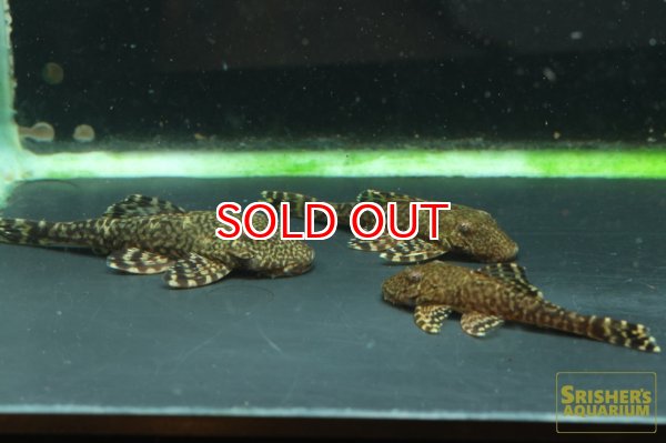 画像6: アライクティス　ローロ (6)