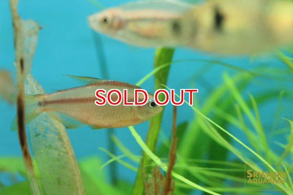 画像1: スーパーイエローデビルテトラ　WILD (1)