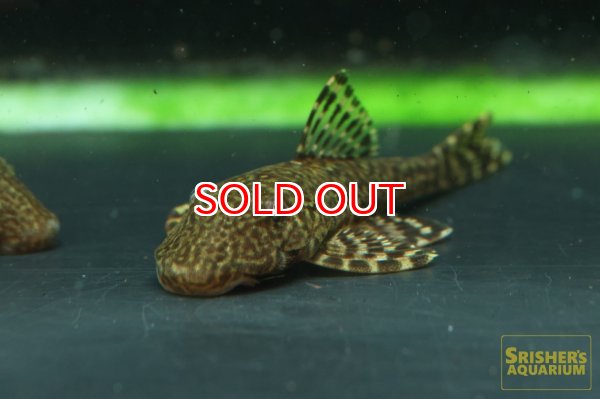 画像4: アライクティス　ローロ (4)