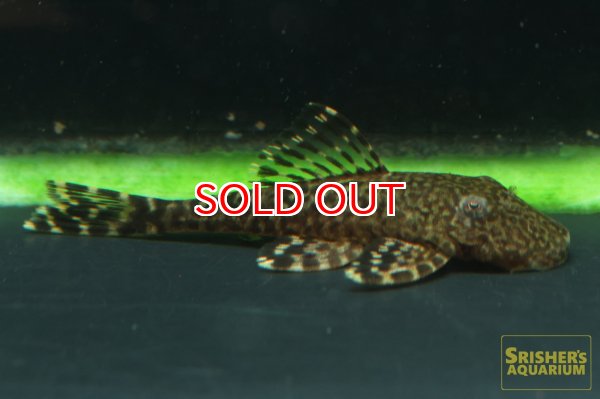 画像2: アライクティス　ローロ (2)