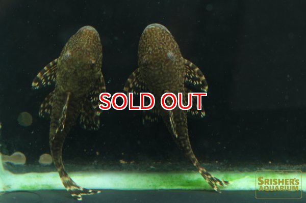 画像5: アライクティス　ローロ (5)