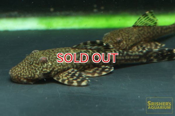 画像3: アライクティス　ローロ (3)