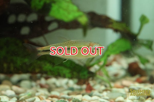 画像4: ブラックラインシャラクテトラ (4)