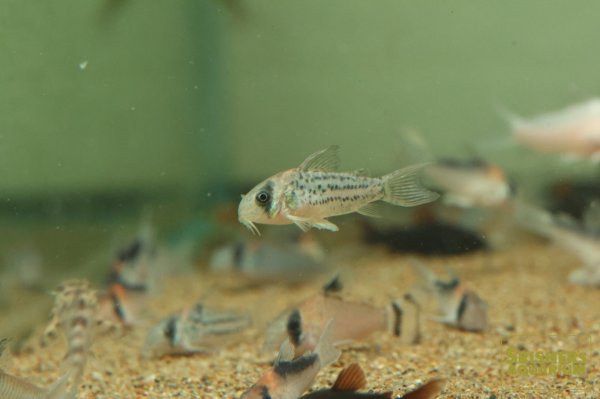 画像3: コリドラス　ショートノーズオルナータス（ブリード） (3)