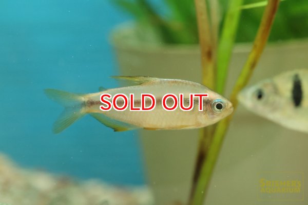 画像4: スーパーイエローデビルテトラ　WILD (4)