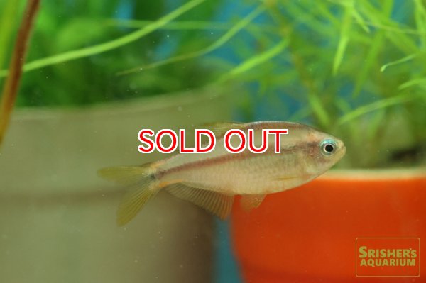 画像3: スーパーイエローデビルテトラ　WILD (3)