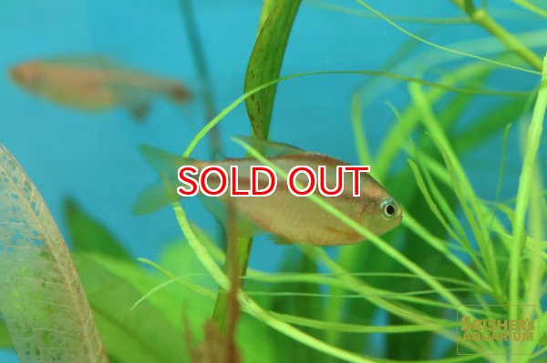 画像2: スーパーイエローデビルテトラ　WILD (2)