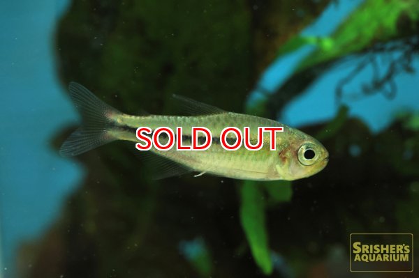 画像2: ブラックラインシャラクテトラ (2)