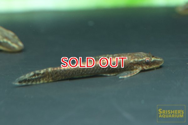 画像4: エパクティノータス　ＳＰ (4)