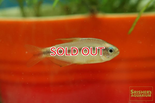 画像5: スーパーイエローデビルテトラ　WILD (5)