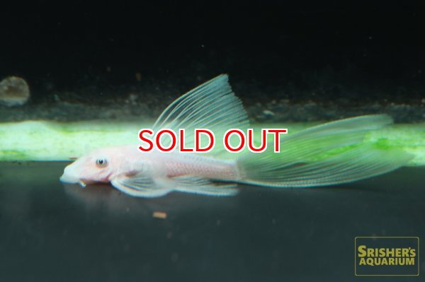 画像2: ロングフィンスノーホワイトブッシー (2)