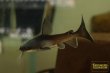 画像1: パプアンサーモンキャット (1)