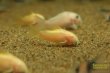 画像2: コリドラス イルミネータス ゴールド アルビノ（ブリード） (2)