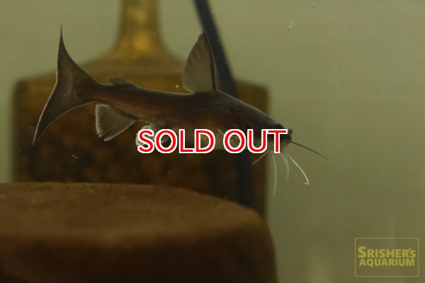 画像2: パプアンサーモンキャット (2)