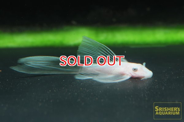 画像1: ロングフィンスノーホワイトブッシー (1)