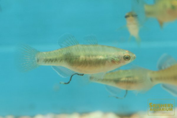 画像3: エンパイアガジョン (3)