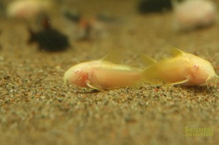 コリドラスの仲間 - Corydoras-｜スリッシャーズ アクアリウム