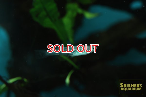 画像2: プシュードムギル シアノドーサリス（ペア） (2)