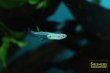 画像1: プシュードムギル シアノドーサリス（ペア） (1)