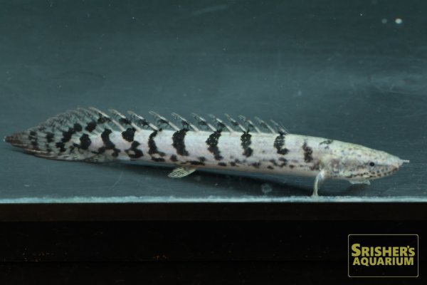 画像1: ポリプテルス　デルヘッジ（ブリード）Aグレード (1)