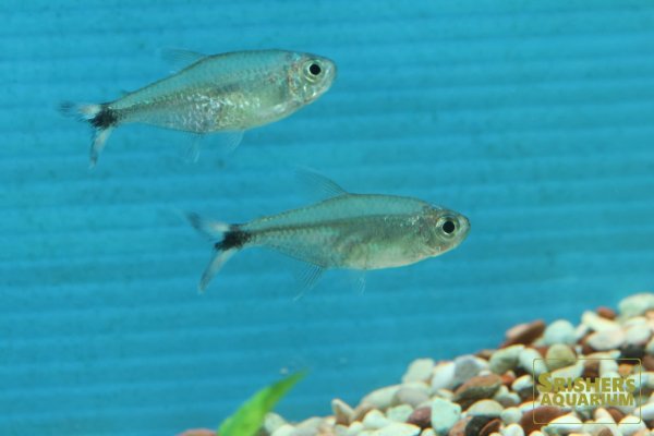 画像2: モンクホーシャ　ボニータ（ブリード） (2)