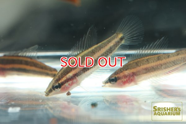 画像1: パロスフロメヌス　フィラメントーサス (1)