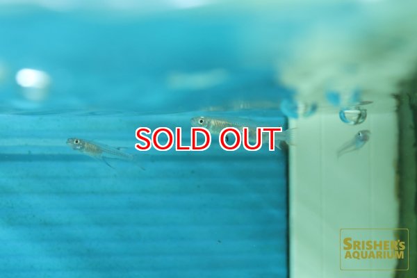 画像3: プシュードムギル シアノドーサリス（ペア） (3)