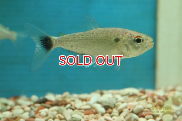 画像3: シルバーブリコン（マグダレナ） (3)