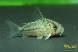 コリドラスの仲間 - Corydoras-｜スリッシャーズ アクアリウム