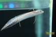 画像6: プロトプテルス　アンフィビウス (6)