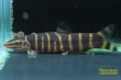 画像2: シニボティア　リーベサエ (2)