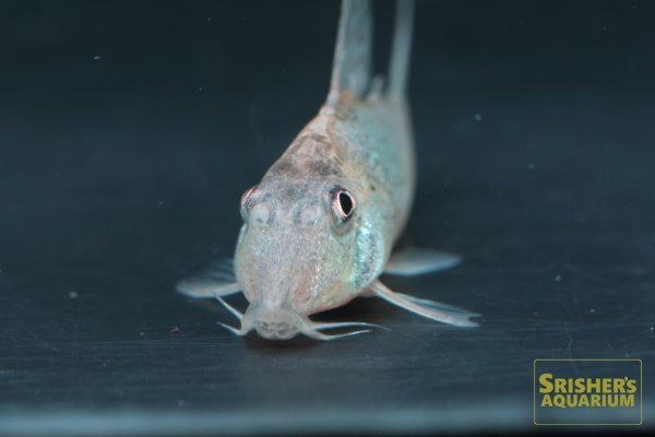 画像3: コリドラス　オキシリンクス（ブリード） (3)