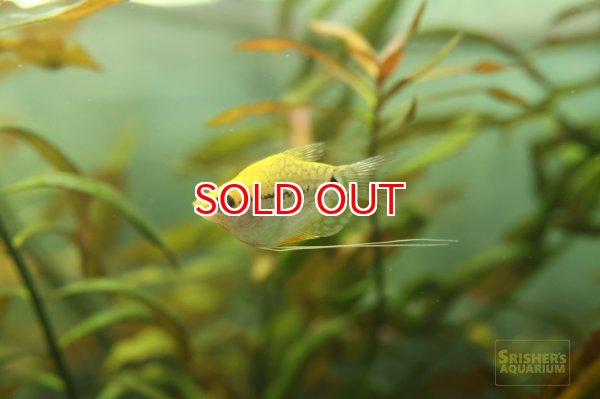 画像1: ゴールデンバルーンパールグラミー　 (1)