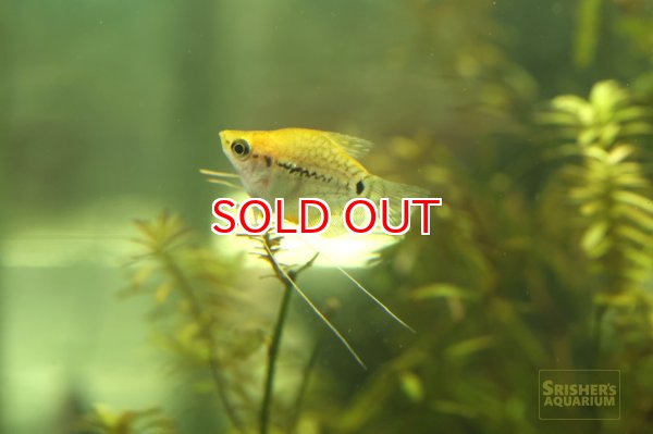 画像2: ゴールデンバルーンパールグラミー　 (2)