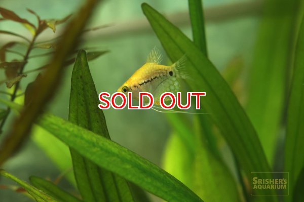 画像3: ゴールデンバルーンパールグラミー　 (3)