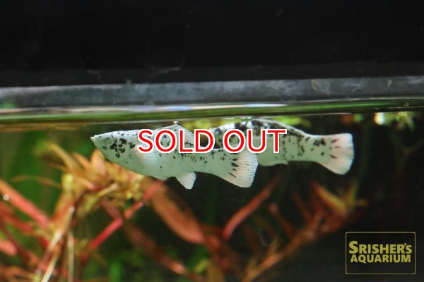 画像3: ブルーアイプラチナダルメシアンモーリー（ペア） (3)