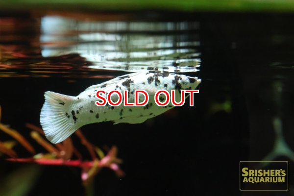 画像1: ブルーアイプラチナダルメシアンモーリー（ペア） (1)