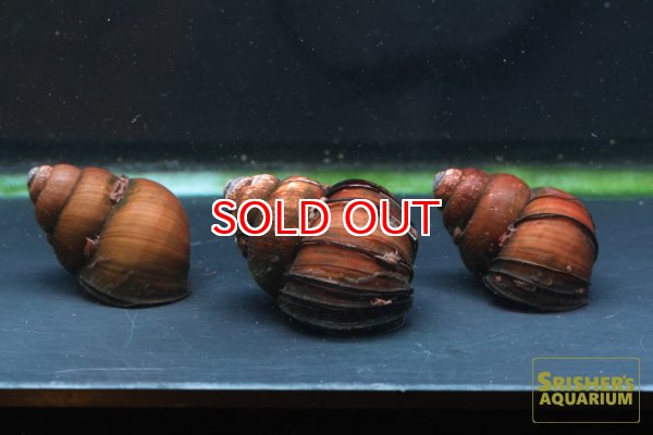 画像2: ヤマトオオタニシ (2)