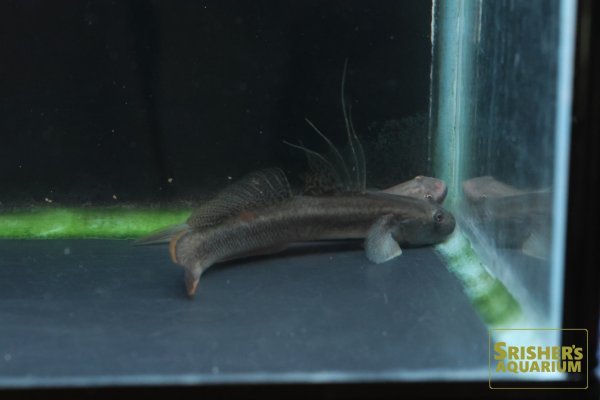 画像2: ミクロセファルスロックゴビー (2)