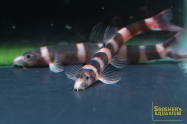 画像3: カプアシア　ファラリス (3)