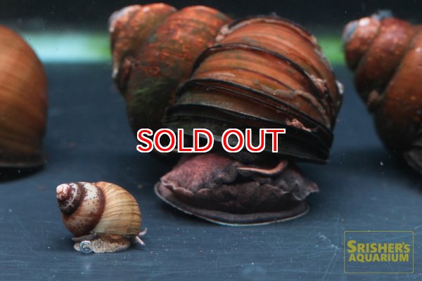 画像3: ヤマトオオタニシ (3)