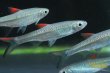 画像4: ラスボラ　レオフィラ (4)