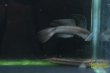画像5: ミクロセファルスロックゴビー (5)