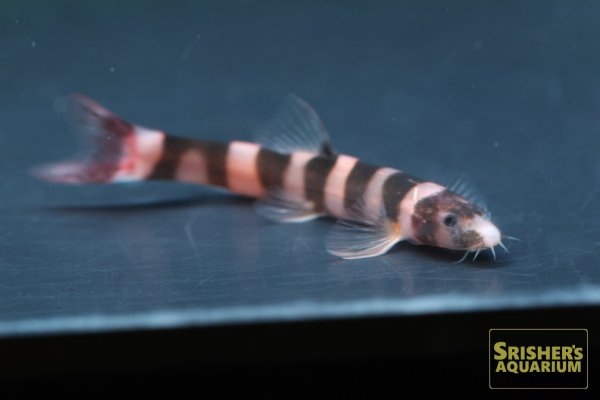 画像2: カプアシア　ファラリス (2)