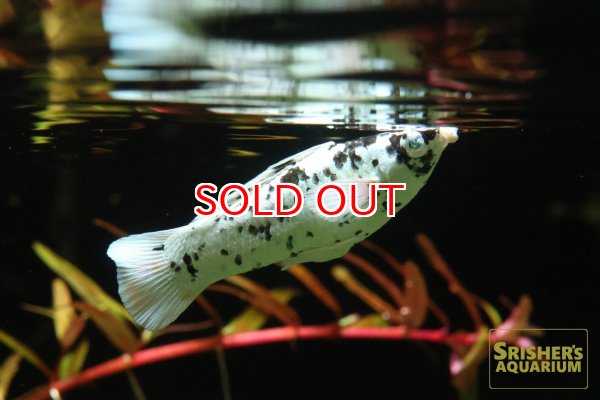 画像2: ブルーアイプラチナダルメシアンモーリー（ペア） (2)