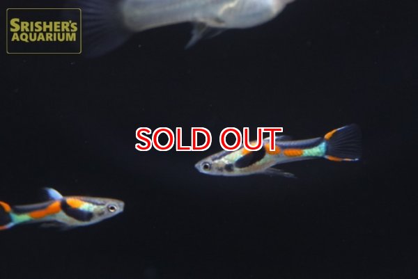 画像2: 国産エンドラーズ　ラグナデパトス（ペア） (2)