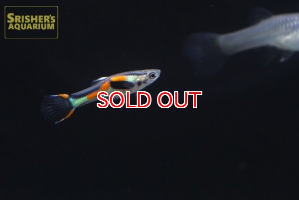 画像1: 国産エンドラーズ　ラグナデパトス（ペア） (1)