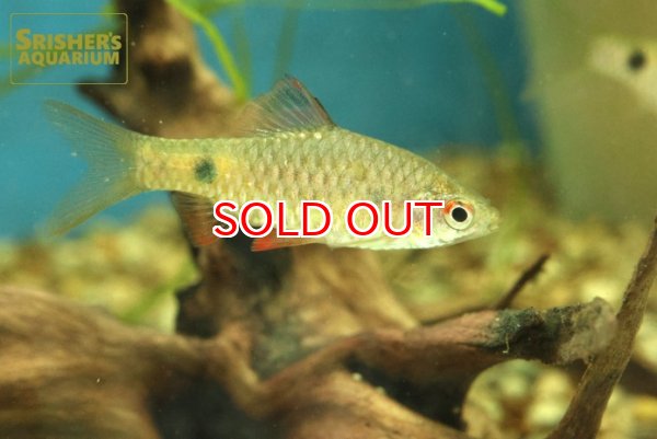 画像4: ストリッカーバルブ WILD (4)