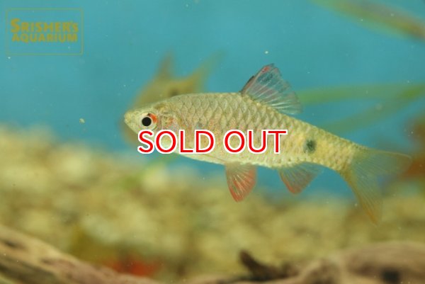 画像2: ストリッカーバルブ WILD (2)